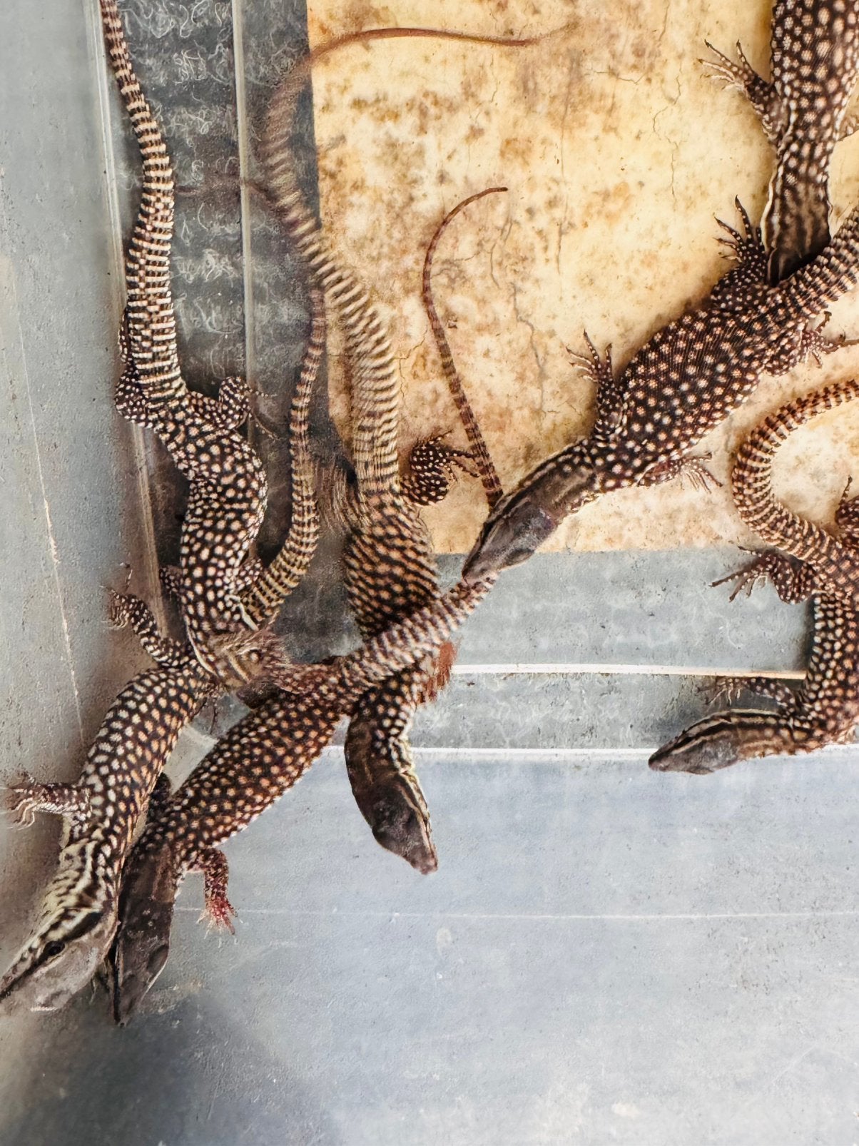 Varanus Acanthurus Red Achie 0.0.5, Dieren en Toebehoren, Hagedis, 0 tot 2 jaar