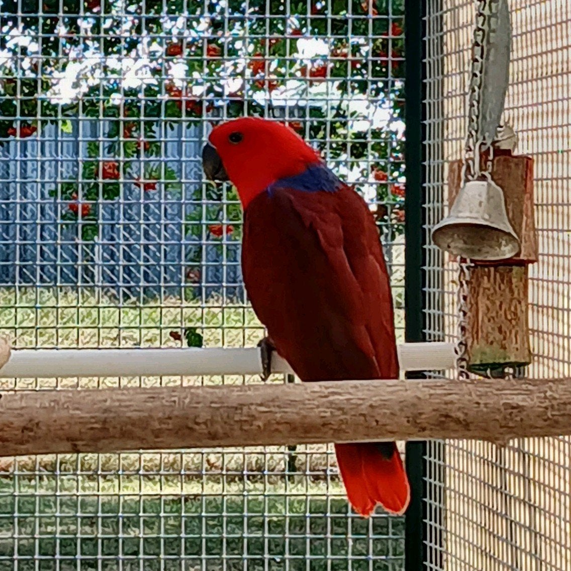 edelpapegaai, Femelle, Perroquet, Bagué
