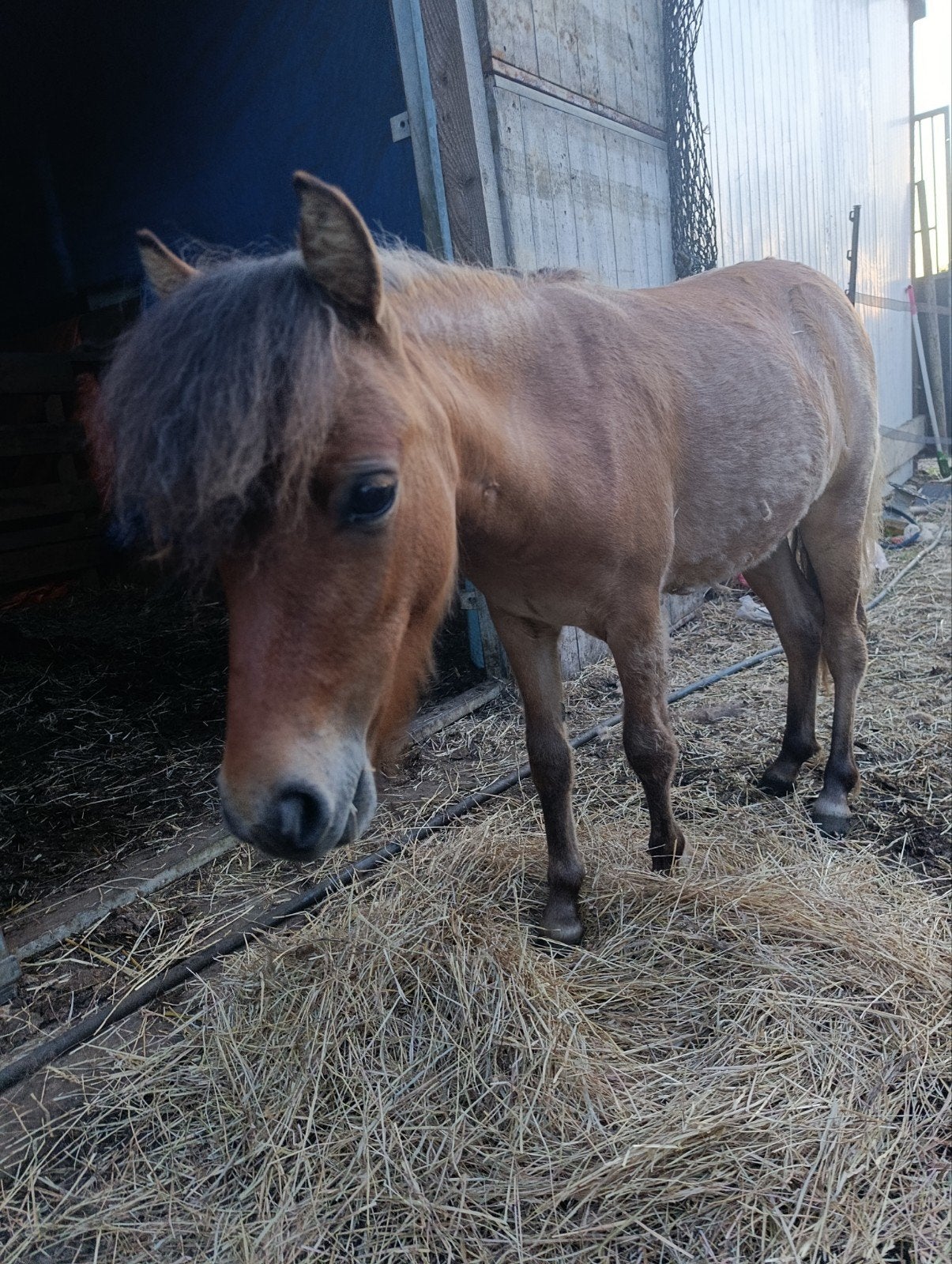 Shetland veulen, Merrie, A pony (tot 1.17m), Gechipt, 0 tot 2 jaar