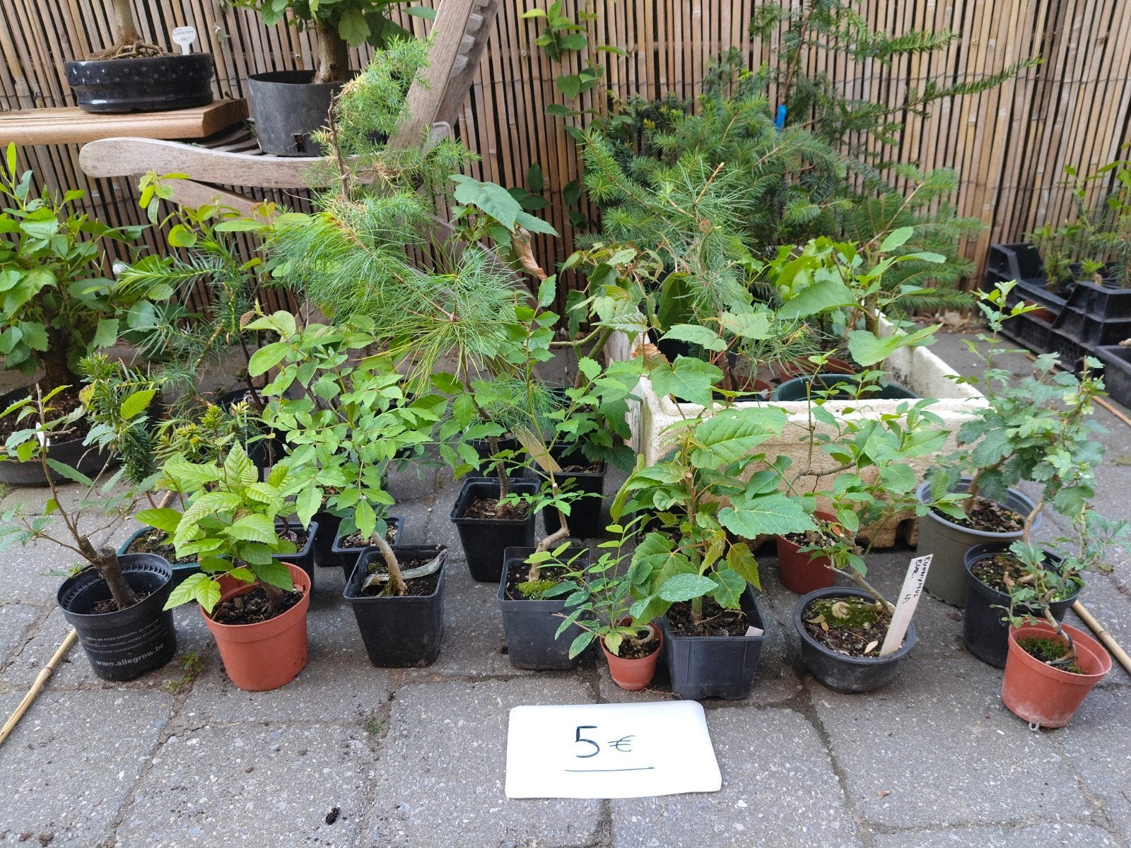 bonsai startplanten, Ophalen