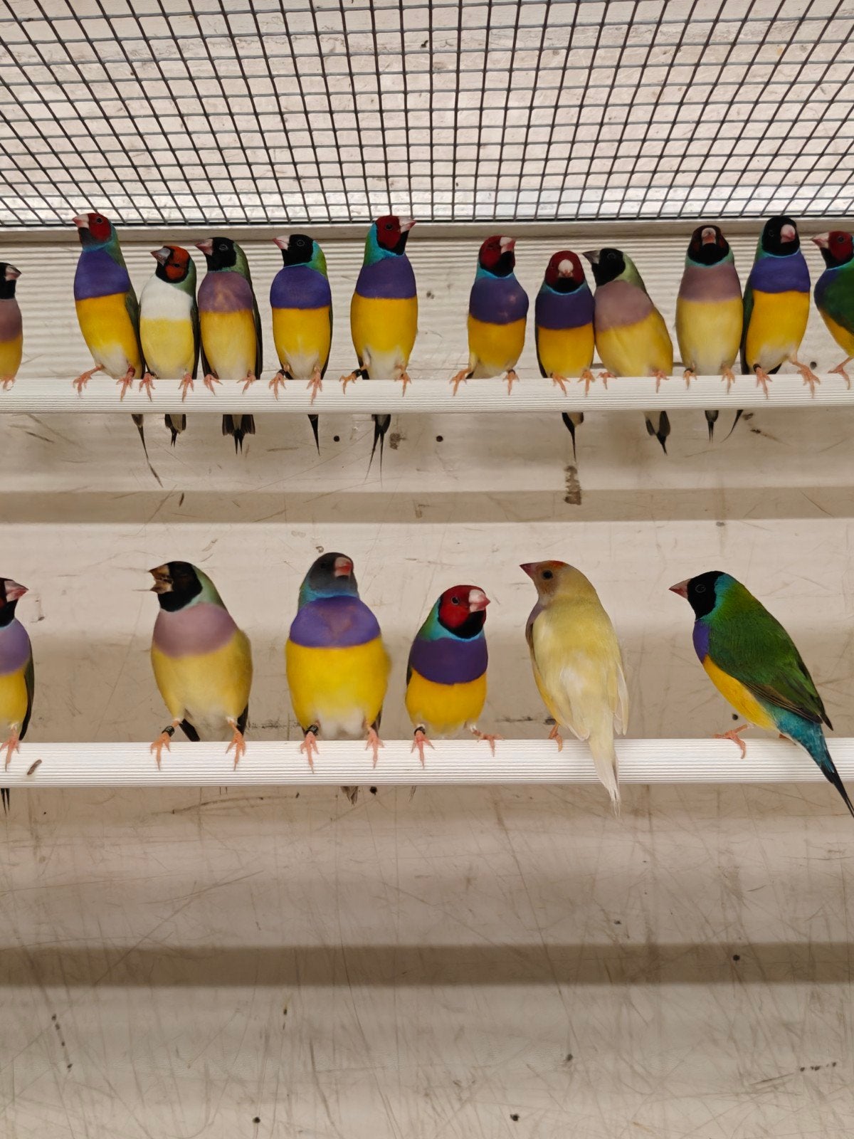 Gouldamadines / goulds, Meerdere dieren, Tropenvogel, Geringd