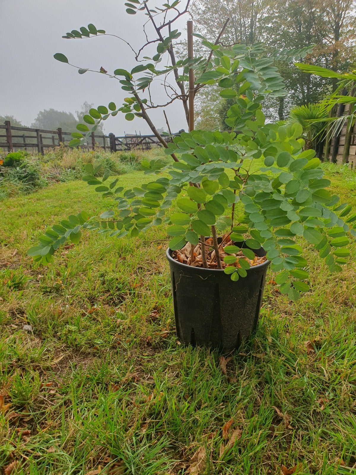 te koop Jonge Valse Acacia zelf opgekweekt, Enlèvement