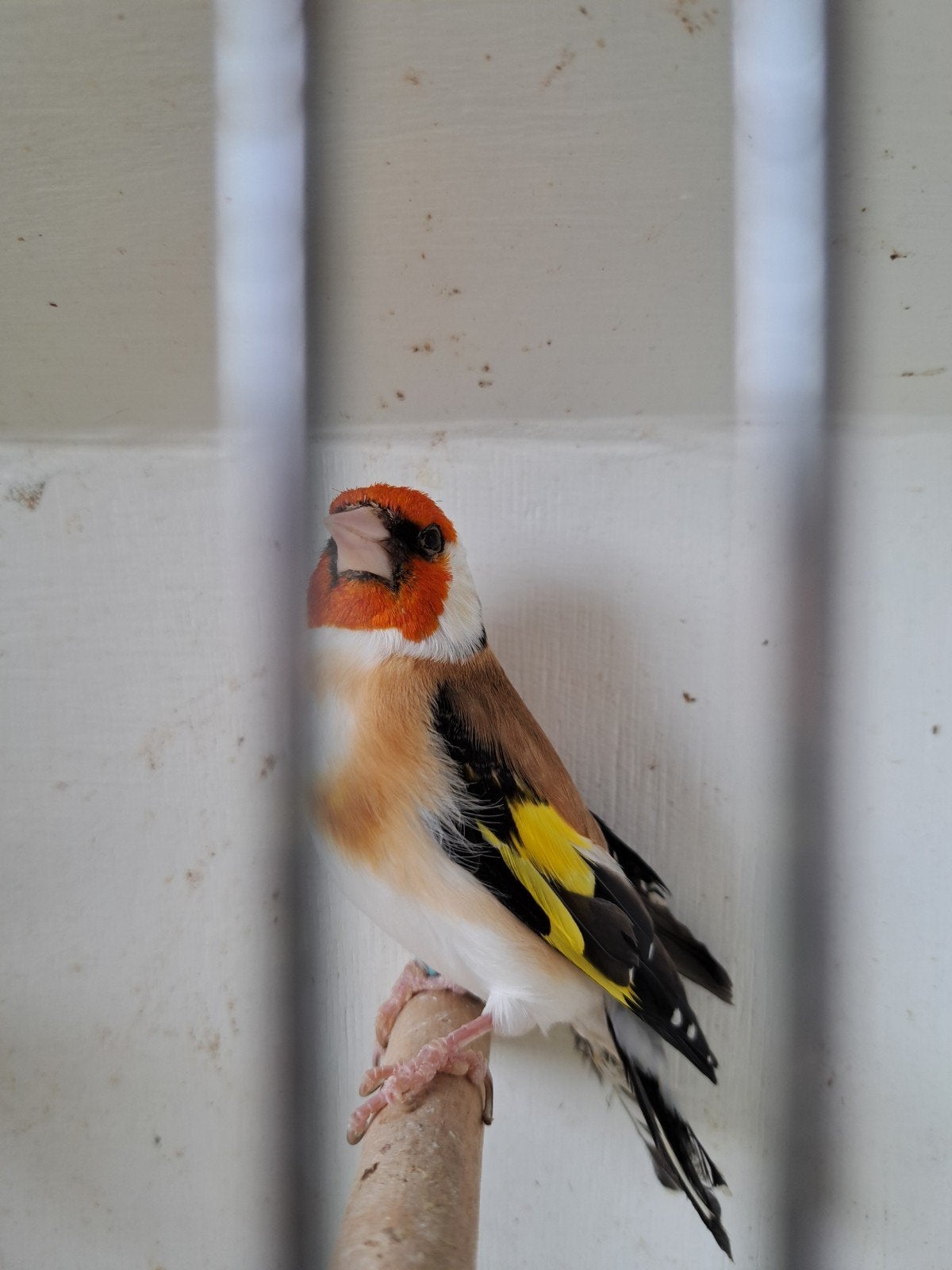 Wildkleurige distelvink, Mâle, Oiseau chanteur sauvage, Bagué