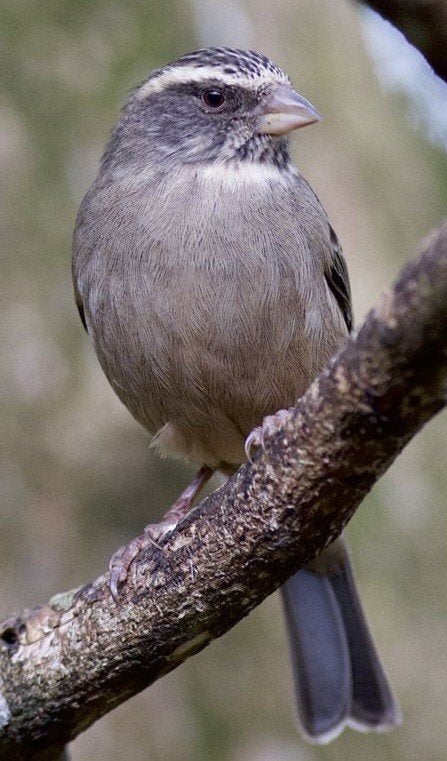 Crithagra gularis, Animaux & Accessoires, Oiseaux | Oiseaux Autre