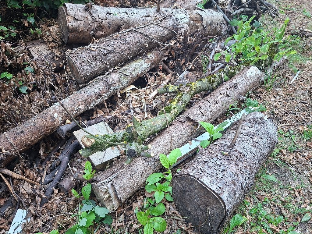 Gratis brandhout, Tuin en Terras, Minder dan 3 m³, Ophalen, Overige houtsoorten, Stammen