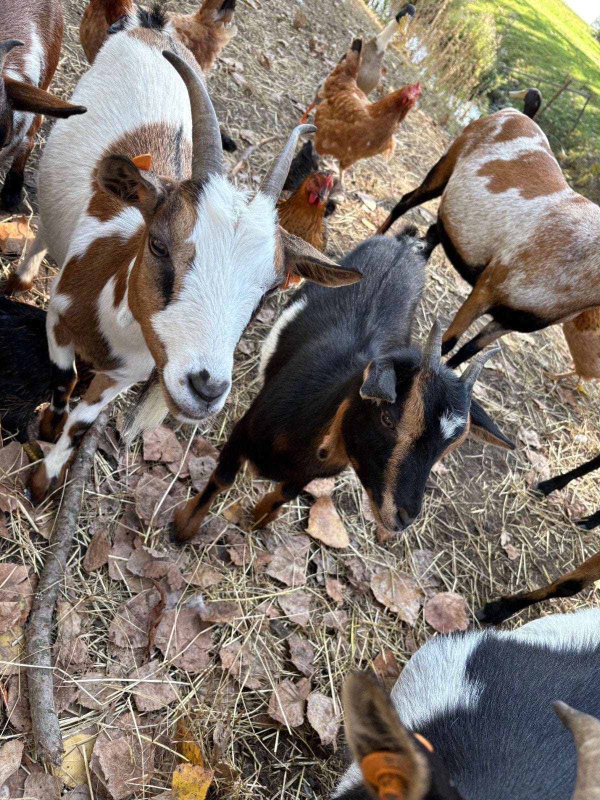 mini dwerggeitjes, Dieren en Toebehoren
