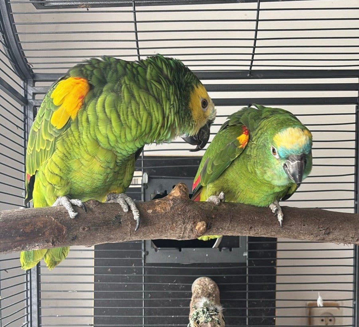 Bewezen Blauwvoorhoofd Geelvleugel Amazone, Dieren en Toebehoren, Meerdere dieren, Papegaai, Pratend