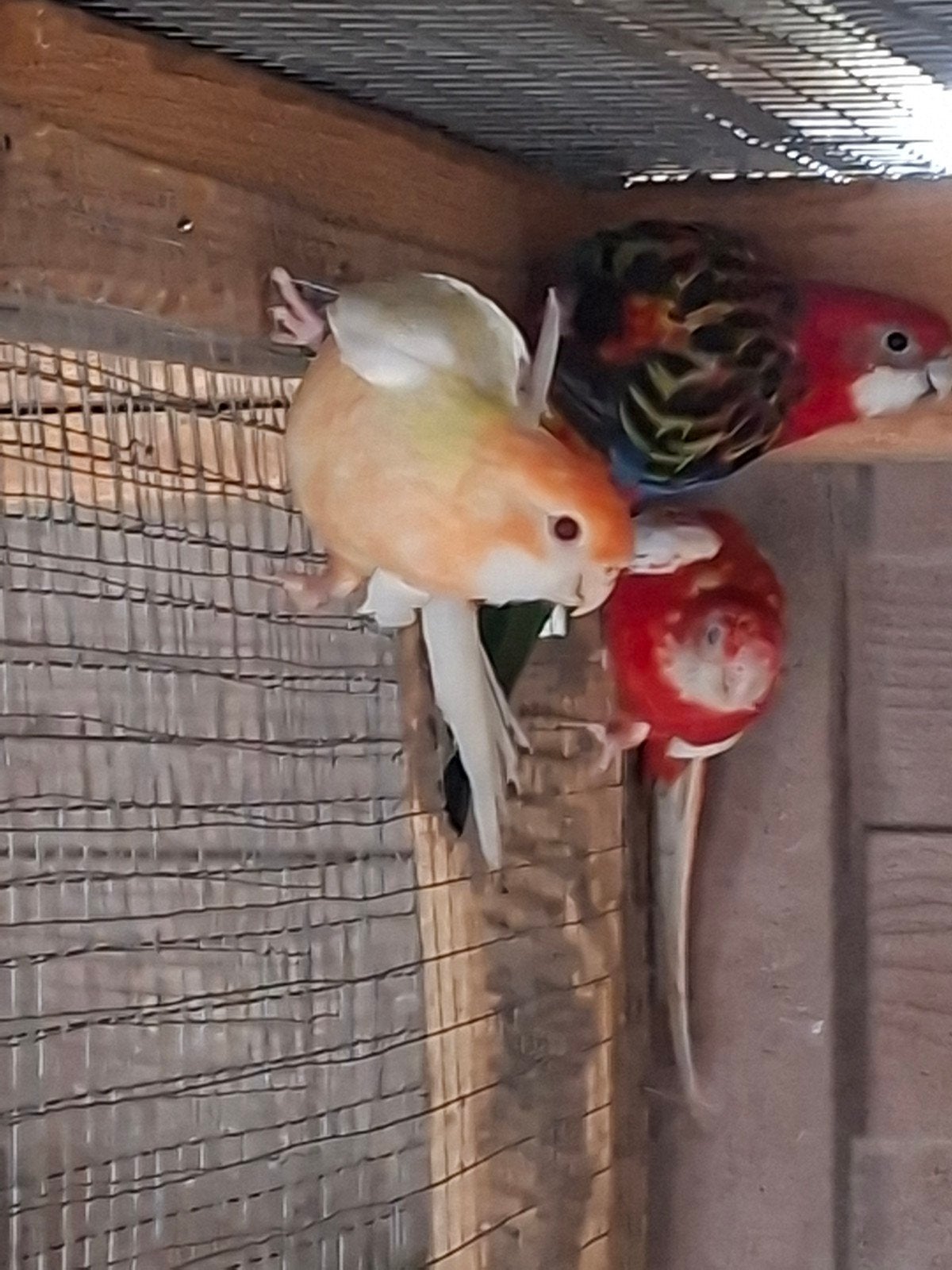 Geel oranje ino pennant pop, Dieren en Toebehoren, Geringd