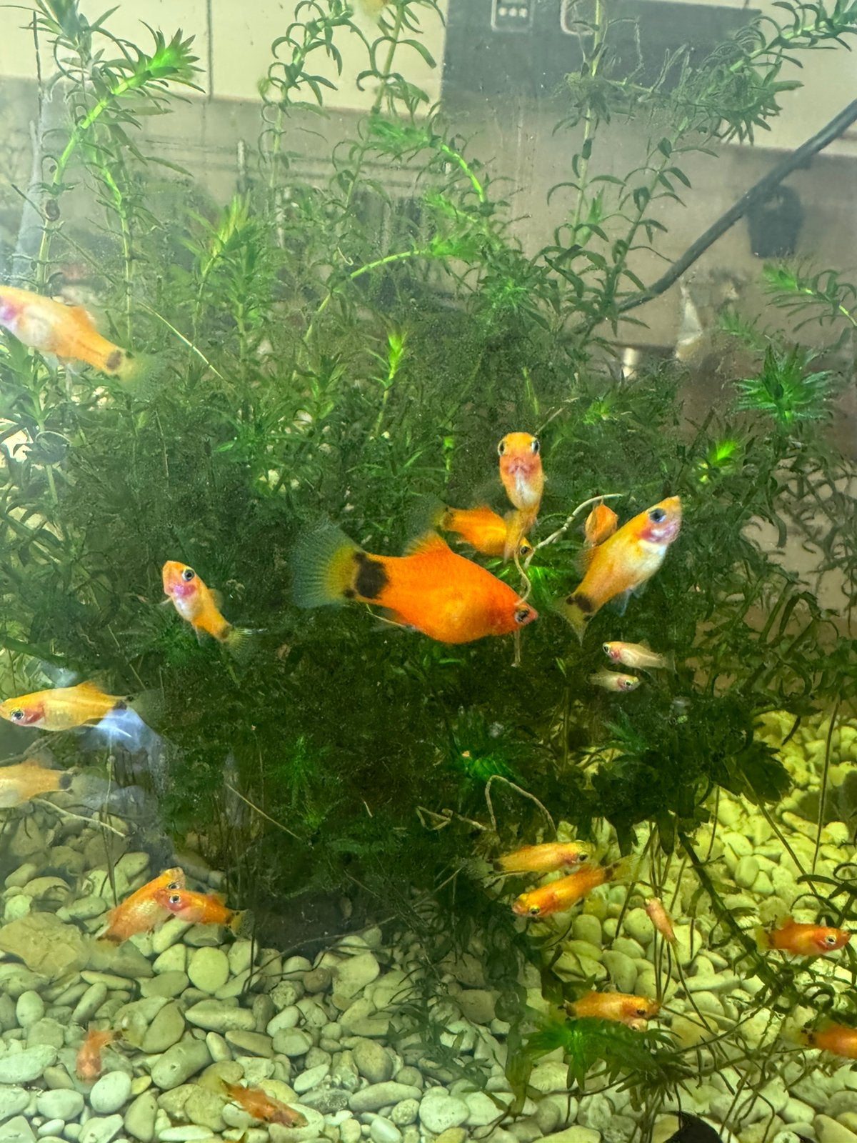 Baby platys te ruil tegen pleco,helenaslak of gratis ophalen, Dieren en Toebehoren, Ophalen, Zo goed als nieuw