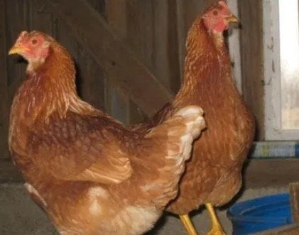 Poules pondeuses et poulets d'ornement - 0472-51.09.71 -A21h, Poule ou poulet