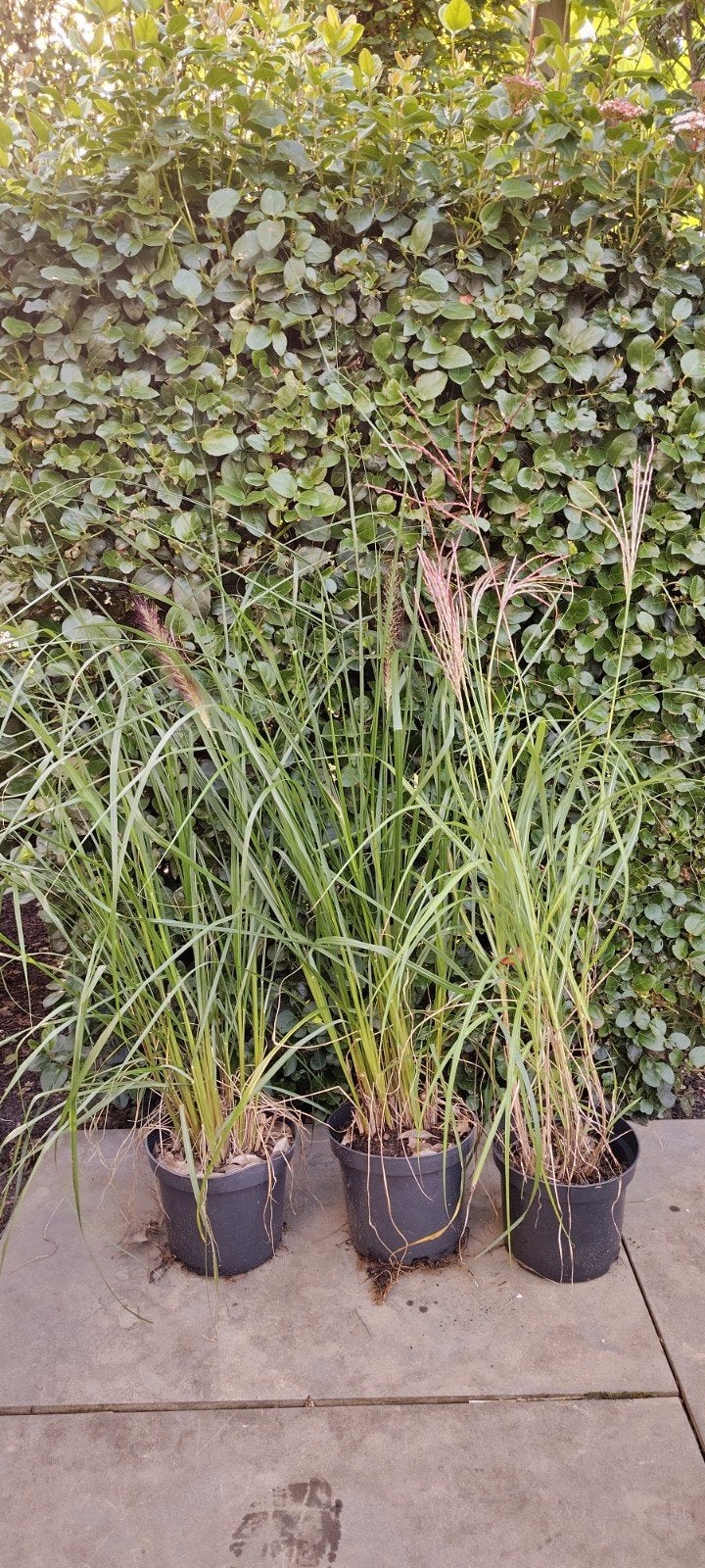 pennisetum Red Head, Jardin & Terrasse, Enlèvement, Graminées ornementales