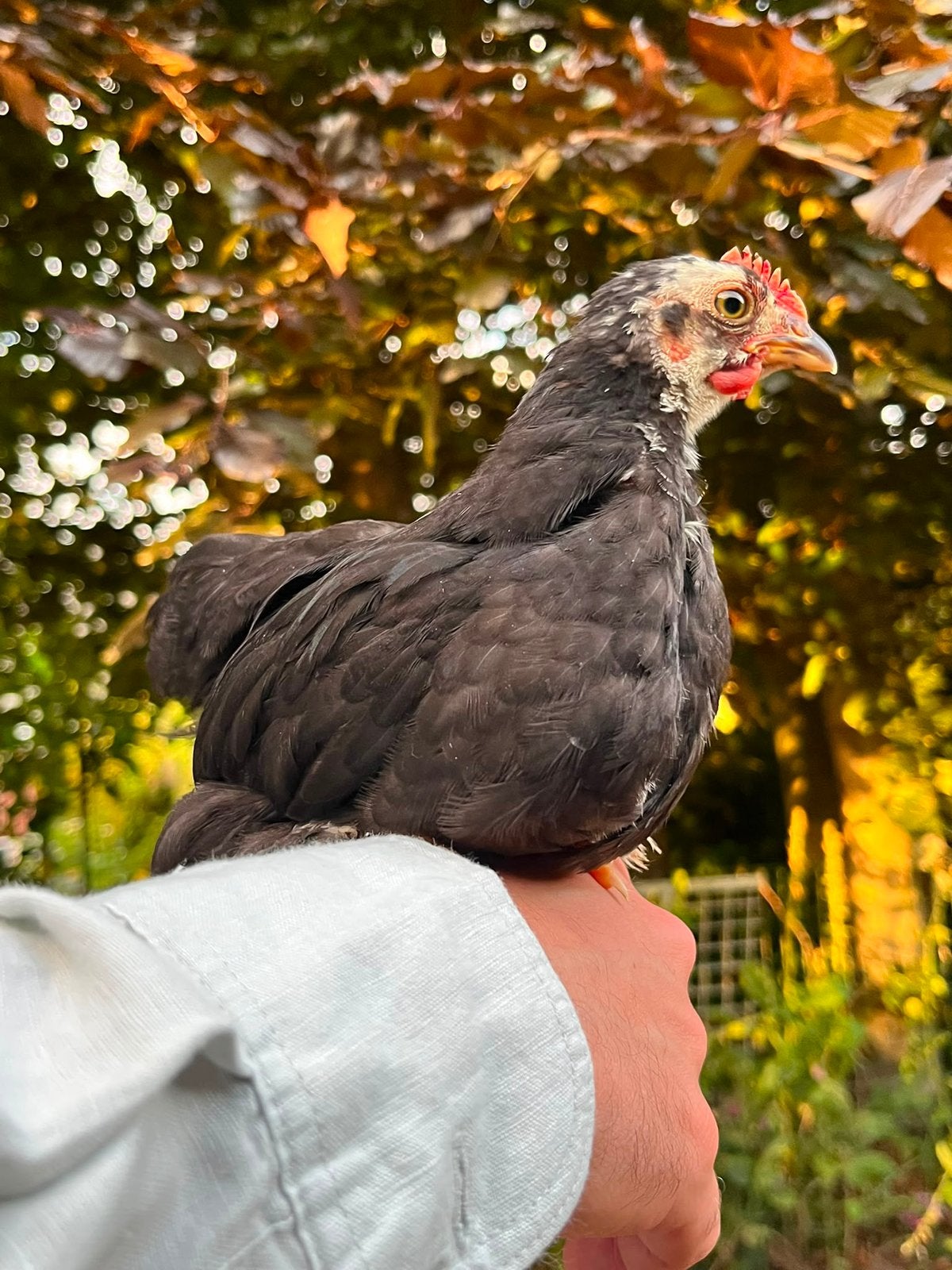 Cochin kriel hanen Gratis, Dieren en Toebehoren, Mannelijk, Kip
