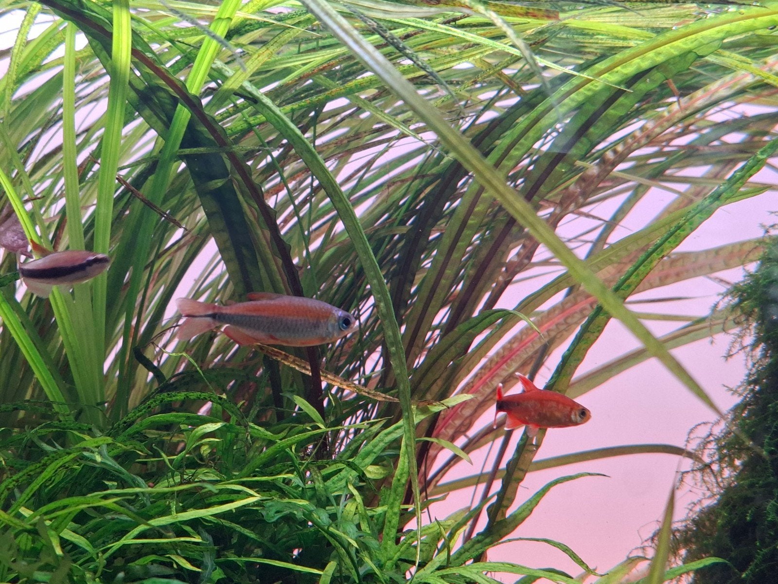 Visbestand aquarium te koop, Animaux & Accessoires, Poissons | Aquariums & Accessoires, Enlèvement