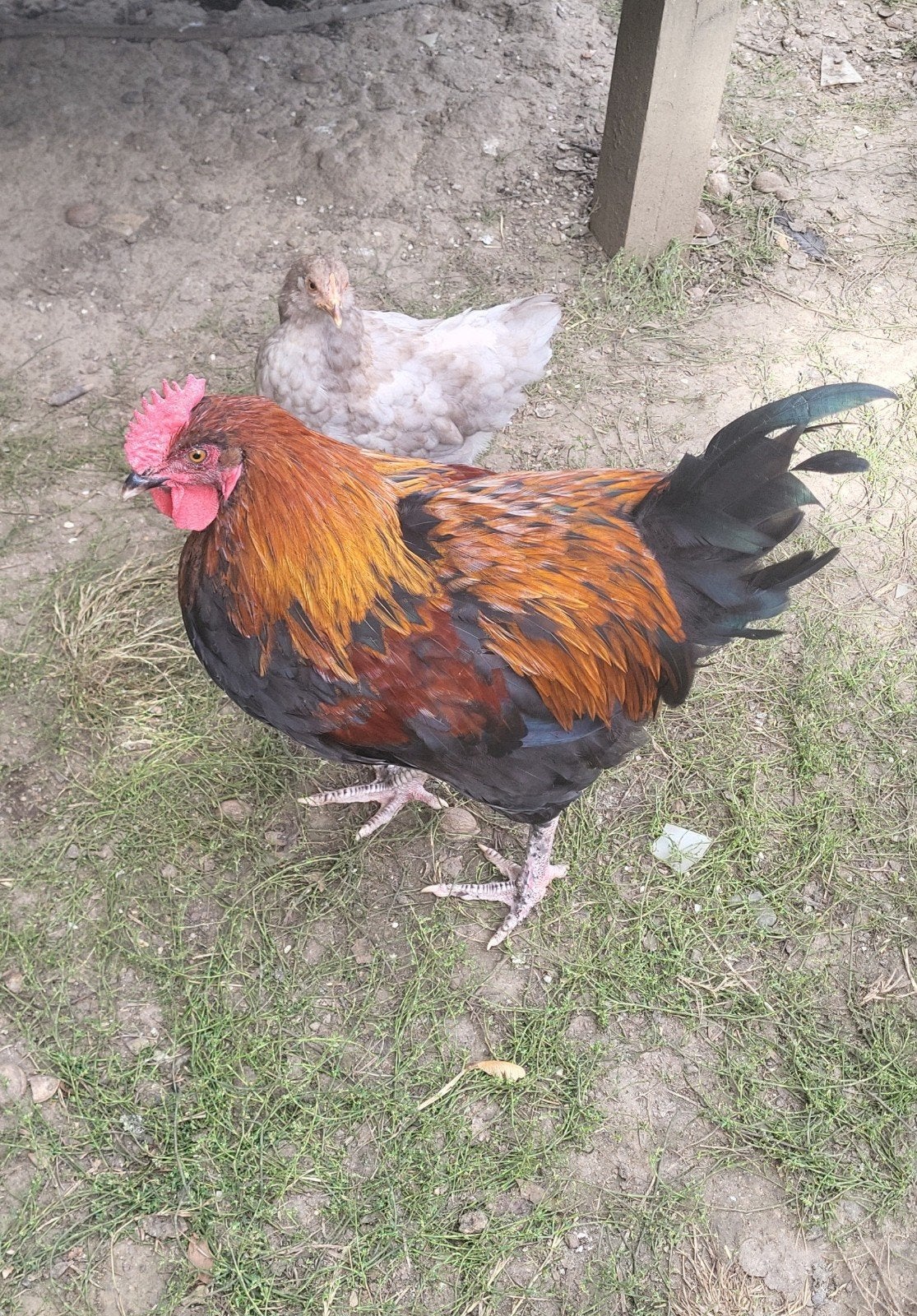 couple de marans noir cuivré, Dieren en Toebehoren