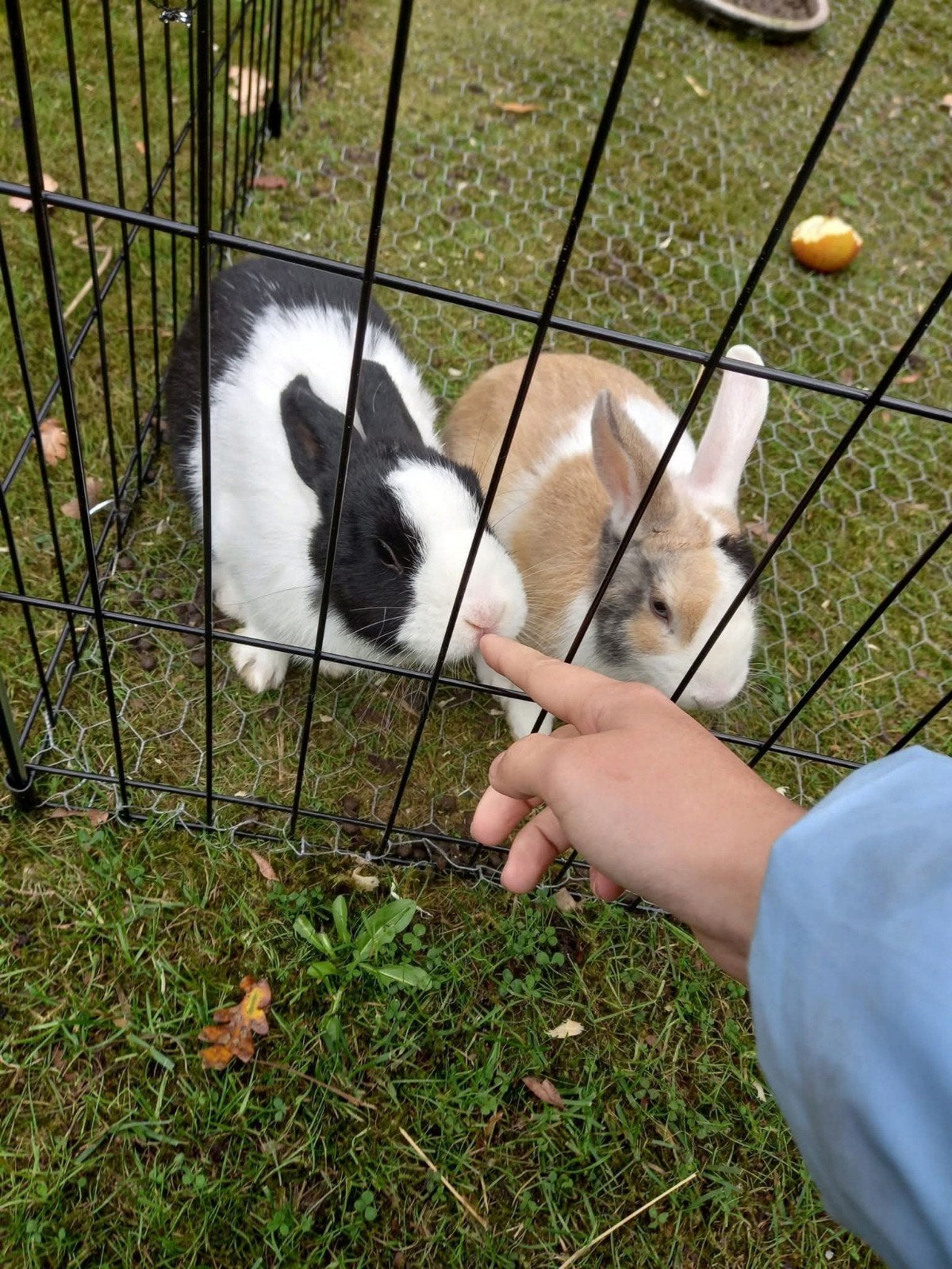 2 voedsters 4j, Dieren en Toebehoren