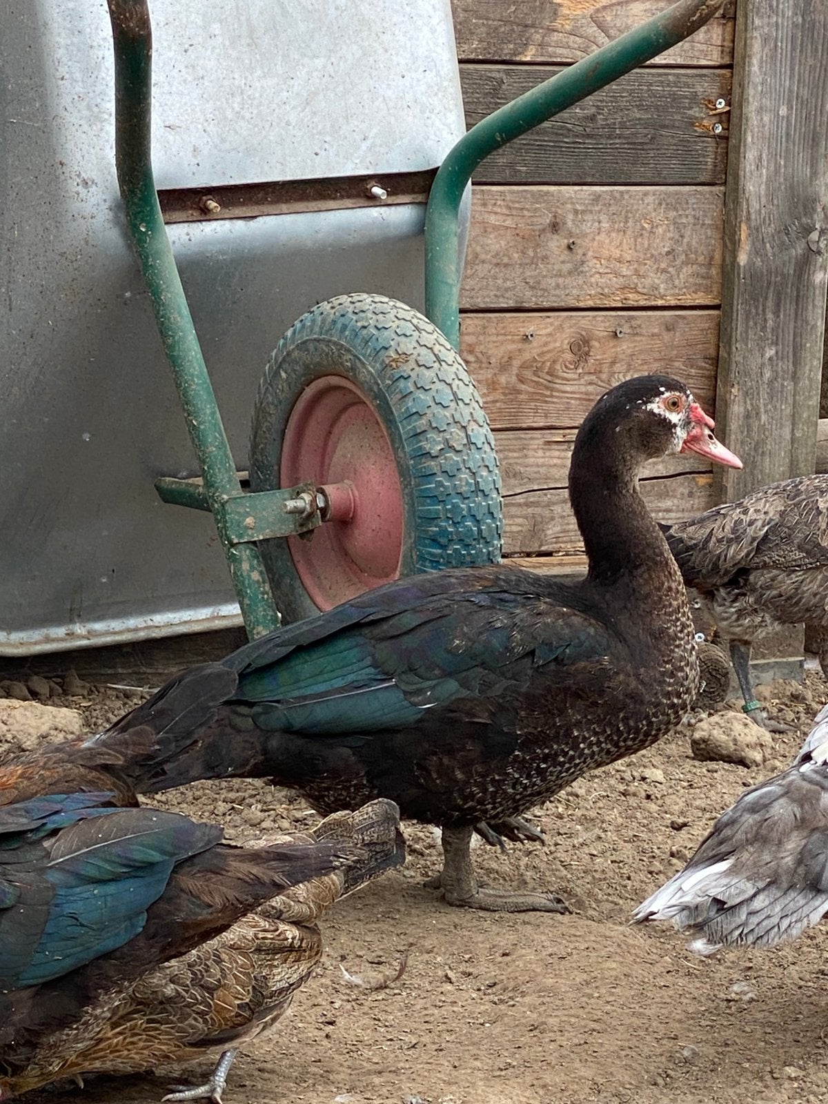 Barberie eenden, Meerdere dieren, Eend