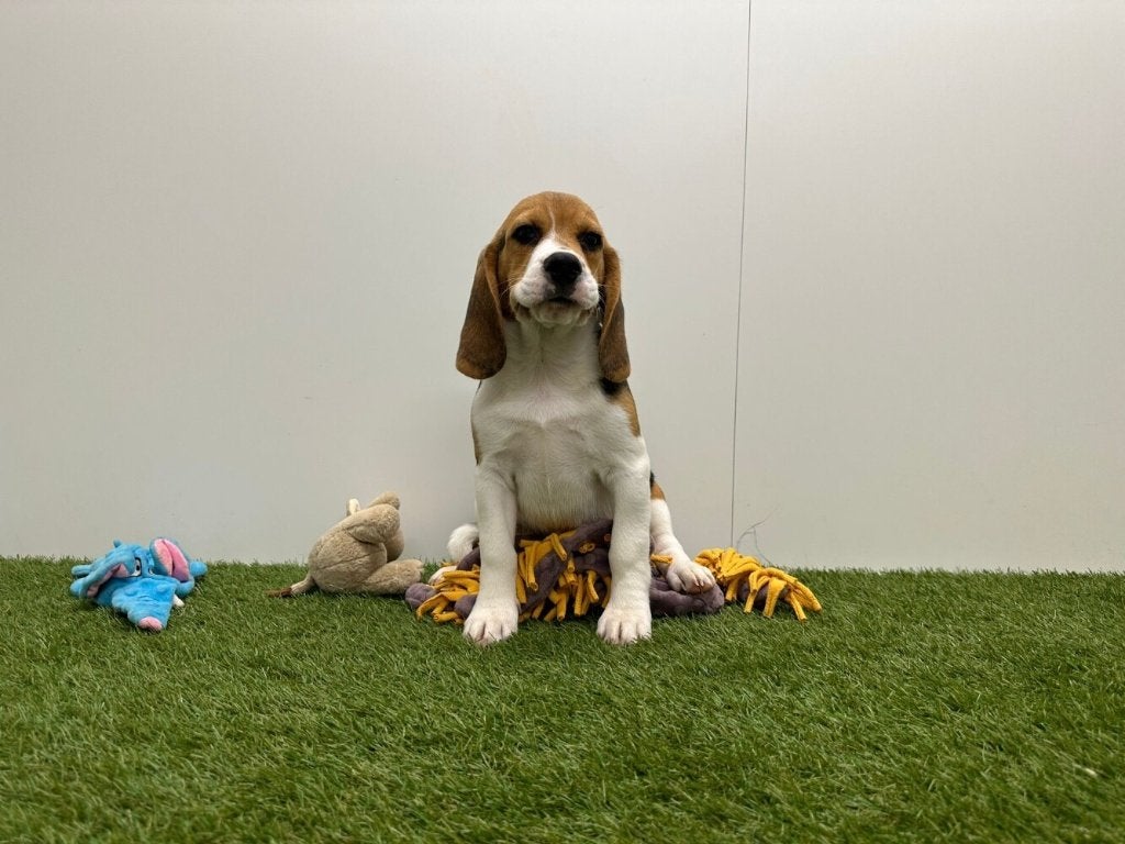Beagle pups