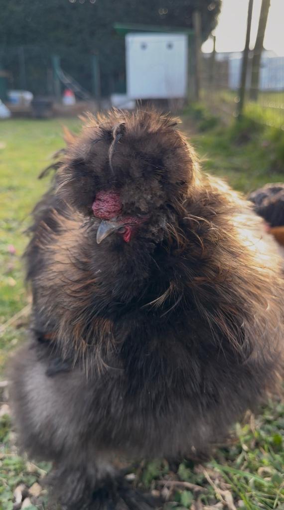 10 maanden oude USA zijdehoen haan, Dieren en Toebehoren, Pluimvee, Mannelijk, Kip