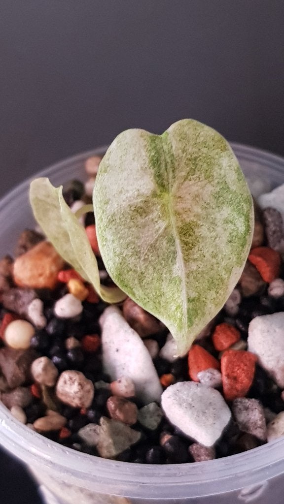 Alocasia Black Satun Stardust, Ophalen of Verzenden