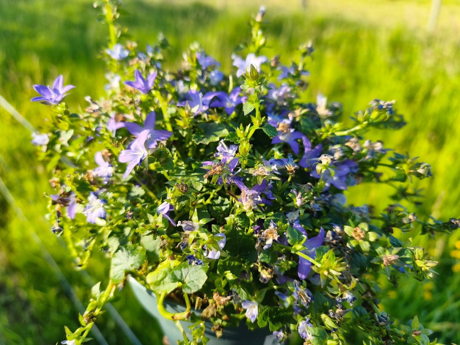 Campanula Posh, Ophalen