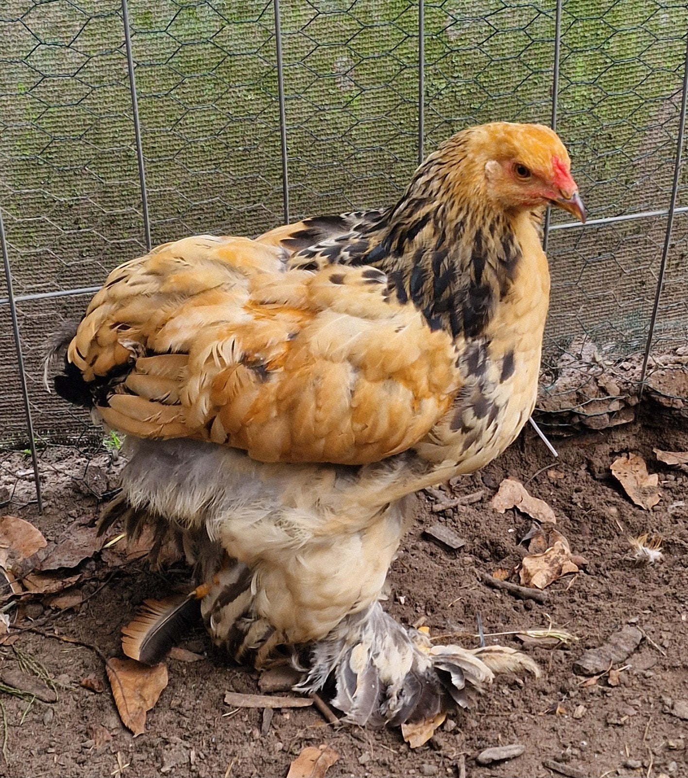 jong Brahma haantje van 12 weken zoekt warm nest, Dieren en Toebehoren