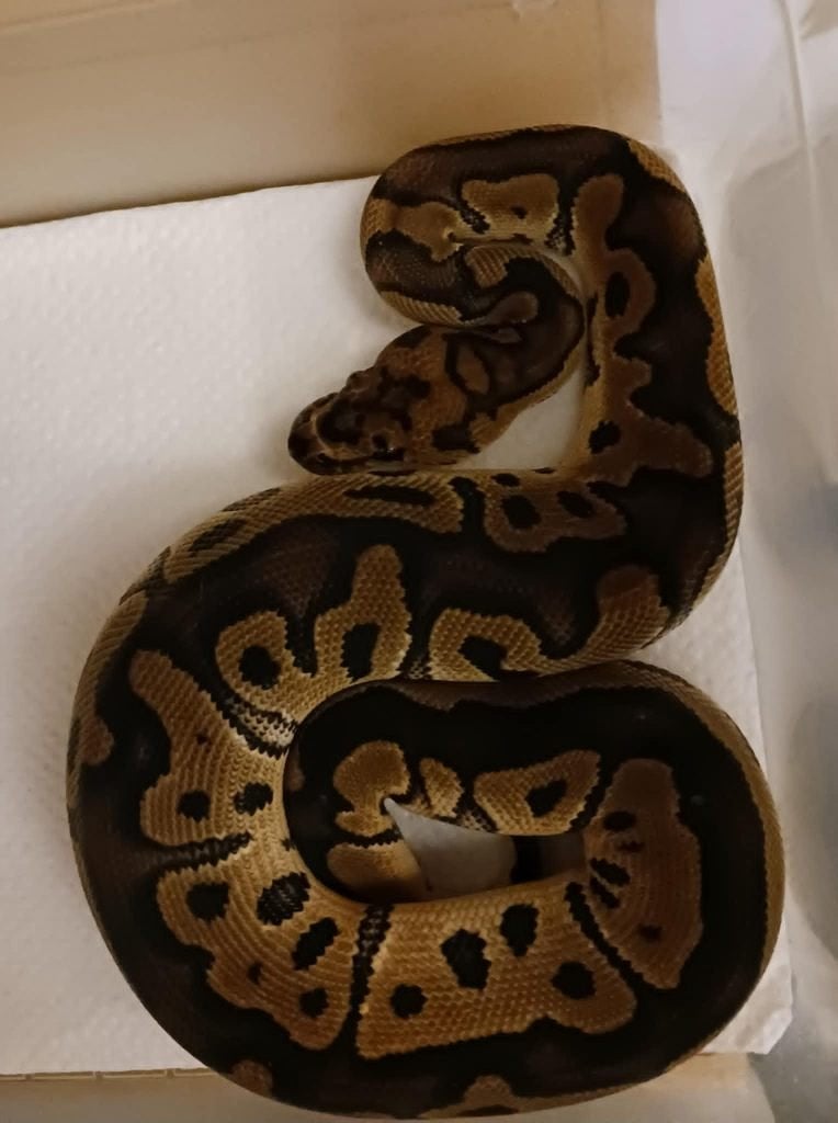 ball pythons Ball Python photo 2