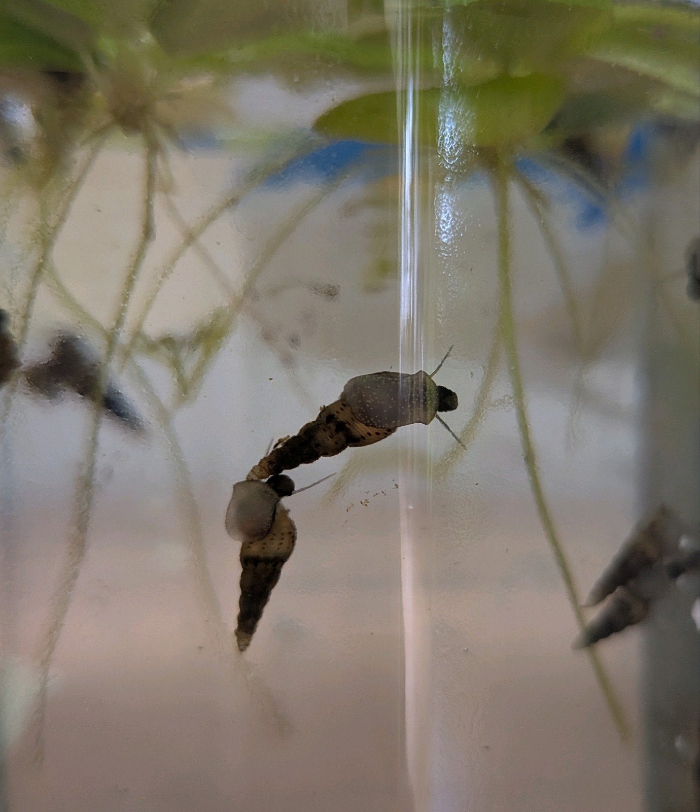 Melanoides tuberculata - Torenslakken, Dieren en Toebehoren