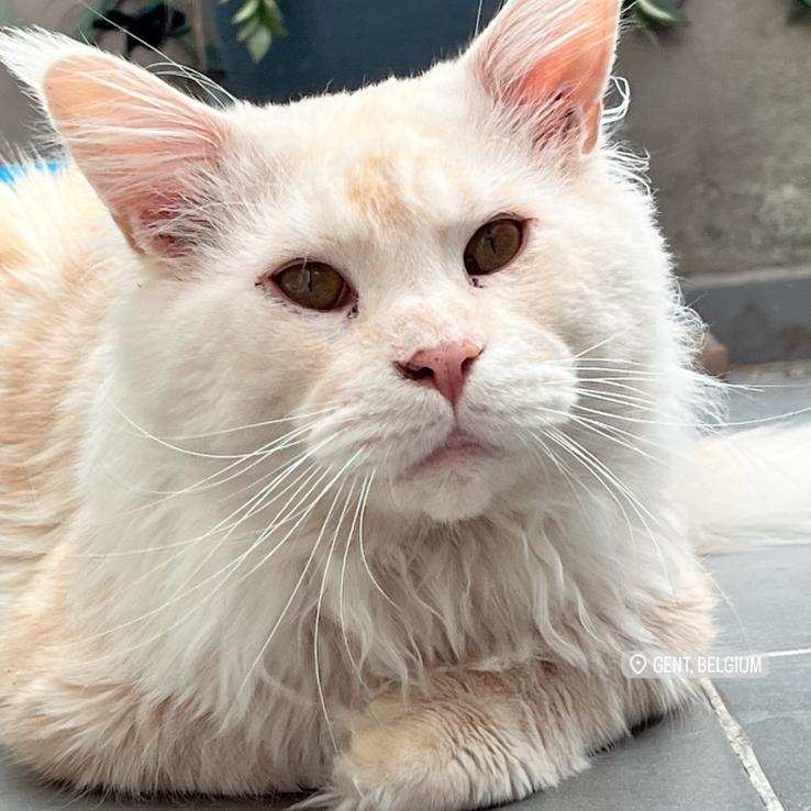 Chat MaineCoon, Chatte ou Chat, Avec pedigree, 3 à 5 ans