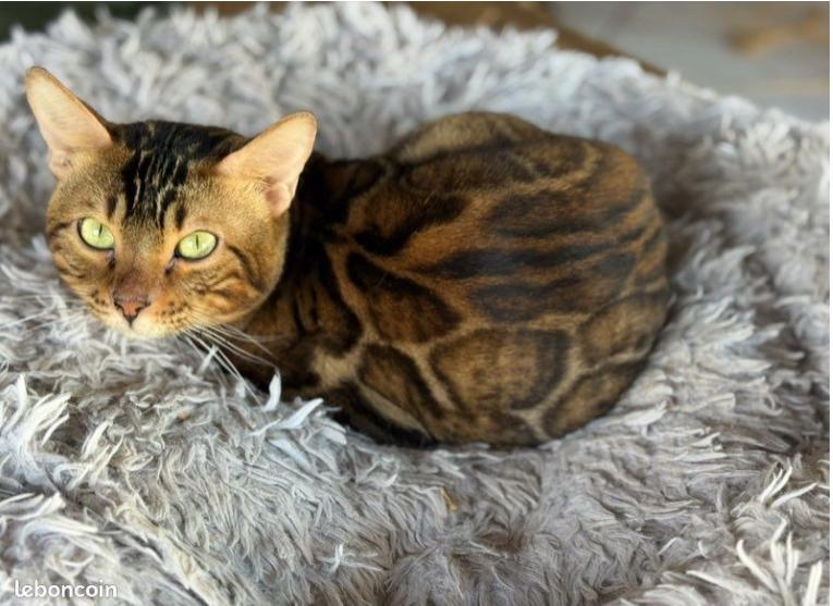 Chat du Bengal Mâle pour saillie, Enlèvement