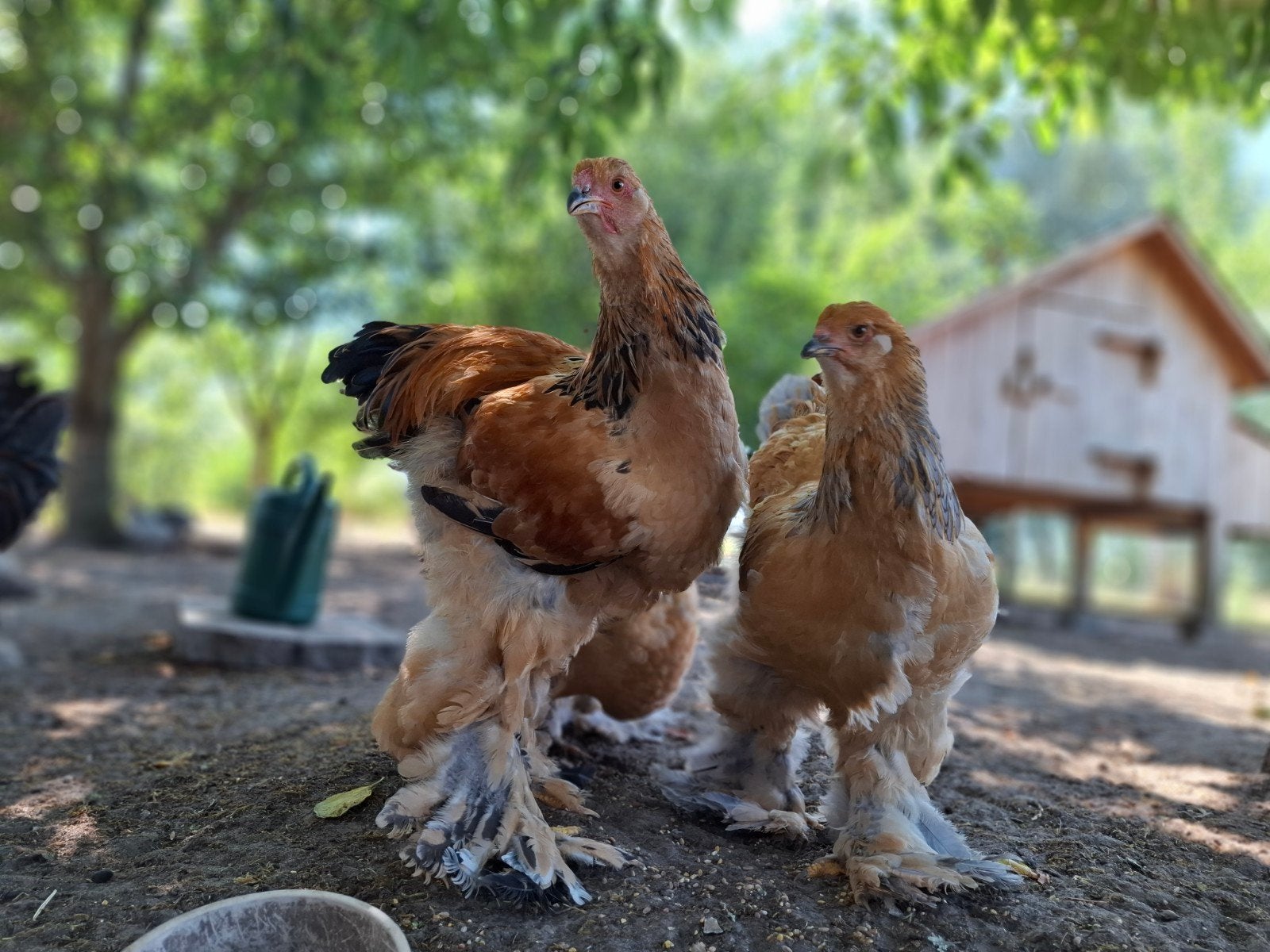brahma hanen, Dieren en Toebehoren, Pluimvee, Mannelijk, Kip