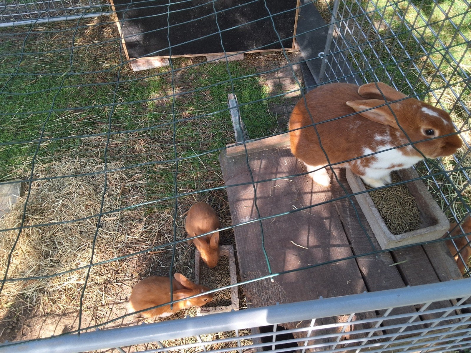 Jonge konijnen te koop (gevaccineerd), Dieren en Toebehoren, Konijnen, Meerdere dieren, Middelgroot, 0 tot 2 jaar