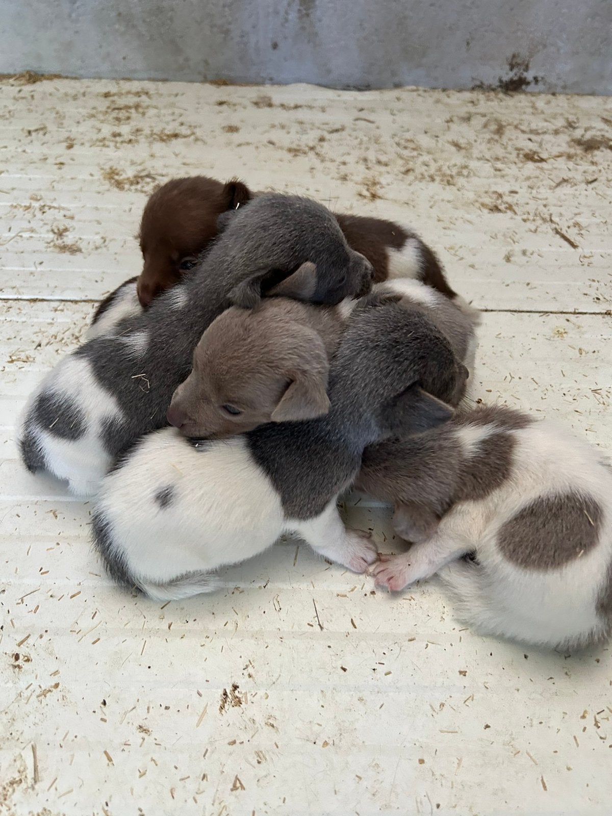 Chiots Jack Russell, Animaux & Accessoires, Chiens | Sans pedigree, Petit, Hépatite contagieuse (maladie de Rubarth), 8 à 15 semaines