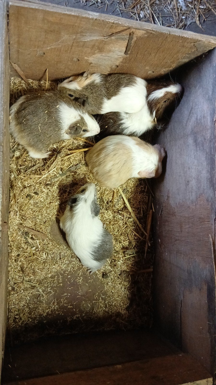 Jonge cavia's, Mai, Cobaye