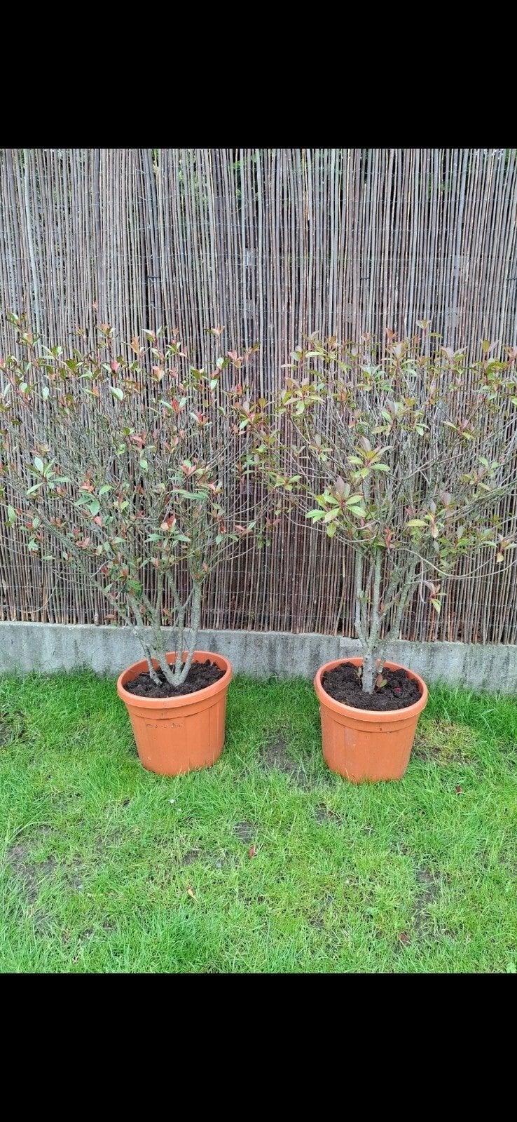 2 belles plantes dans un pot en terre cuite, Jardin & Terrasse, Plantes | Jardin, Enlèvement