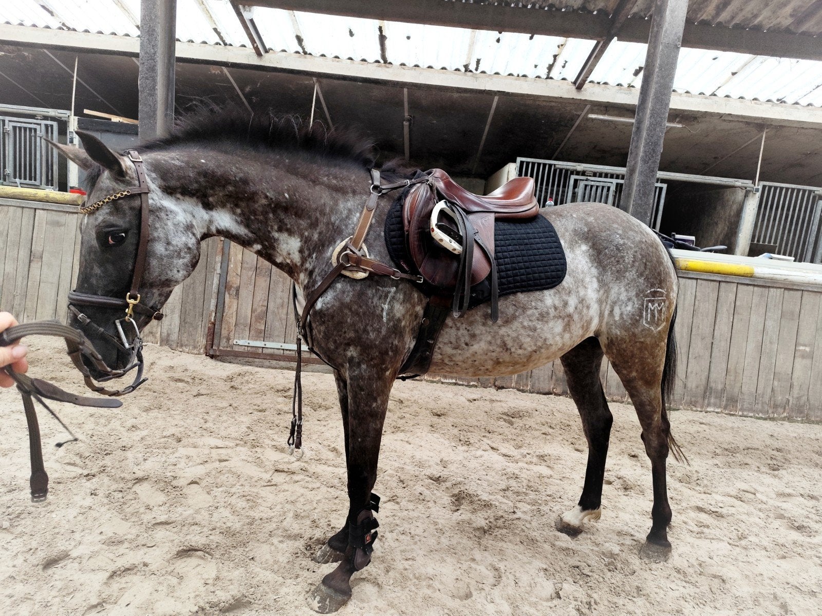 Gave appaloosa E pony vlotte afhandeling!, Zadelmak