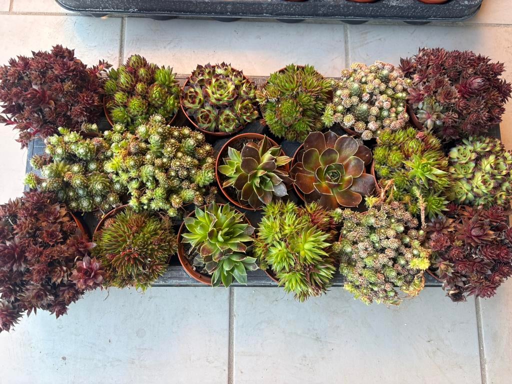Sempervivum in kleuren, Tuin en Terras, Ophalen