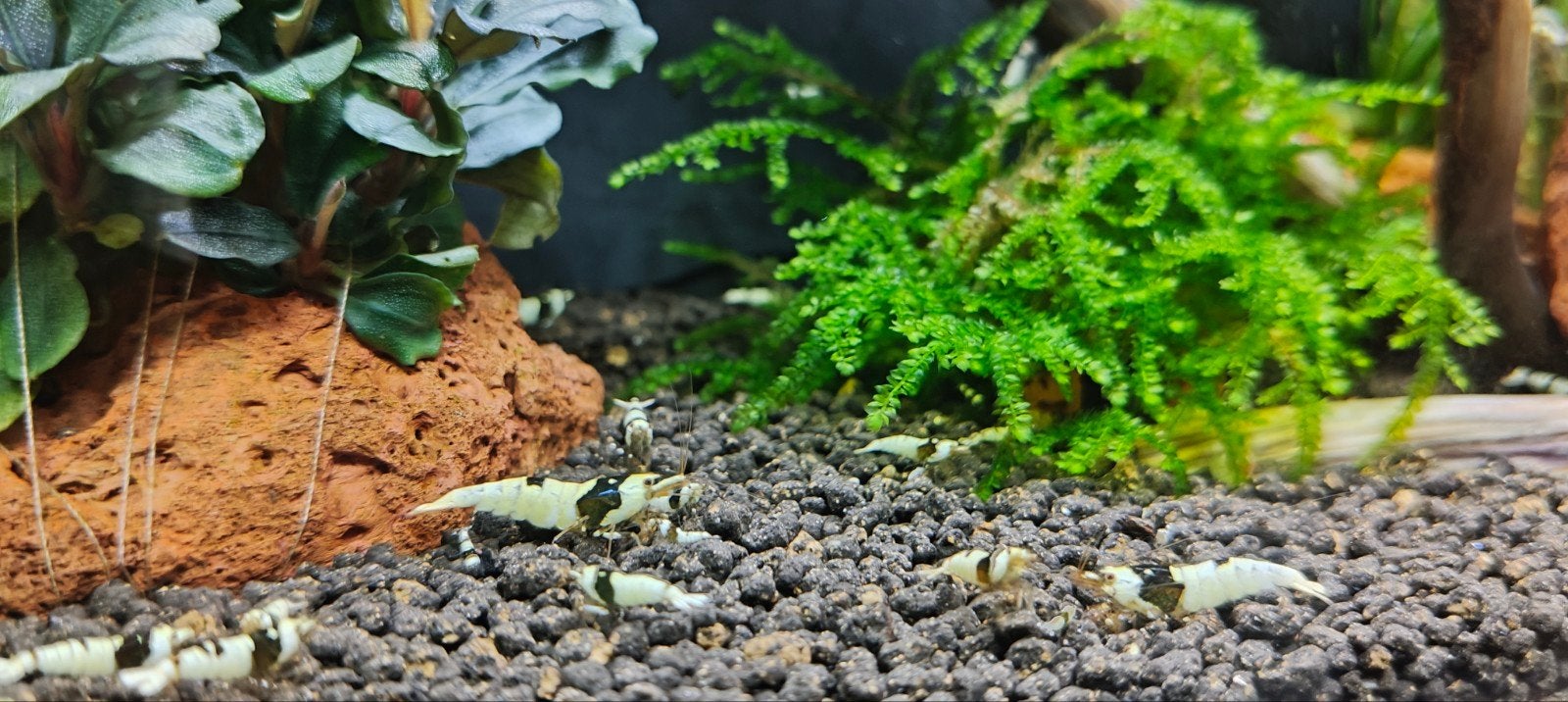 Pure Black Line (caridina garnalen)