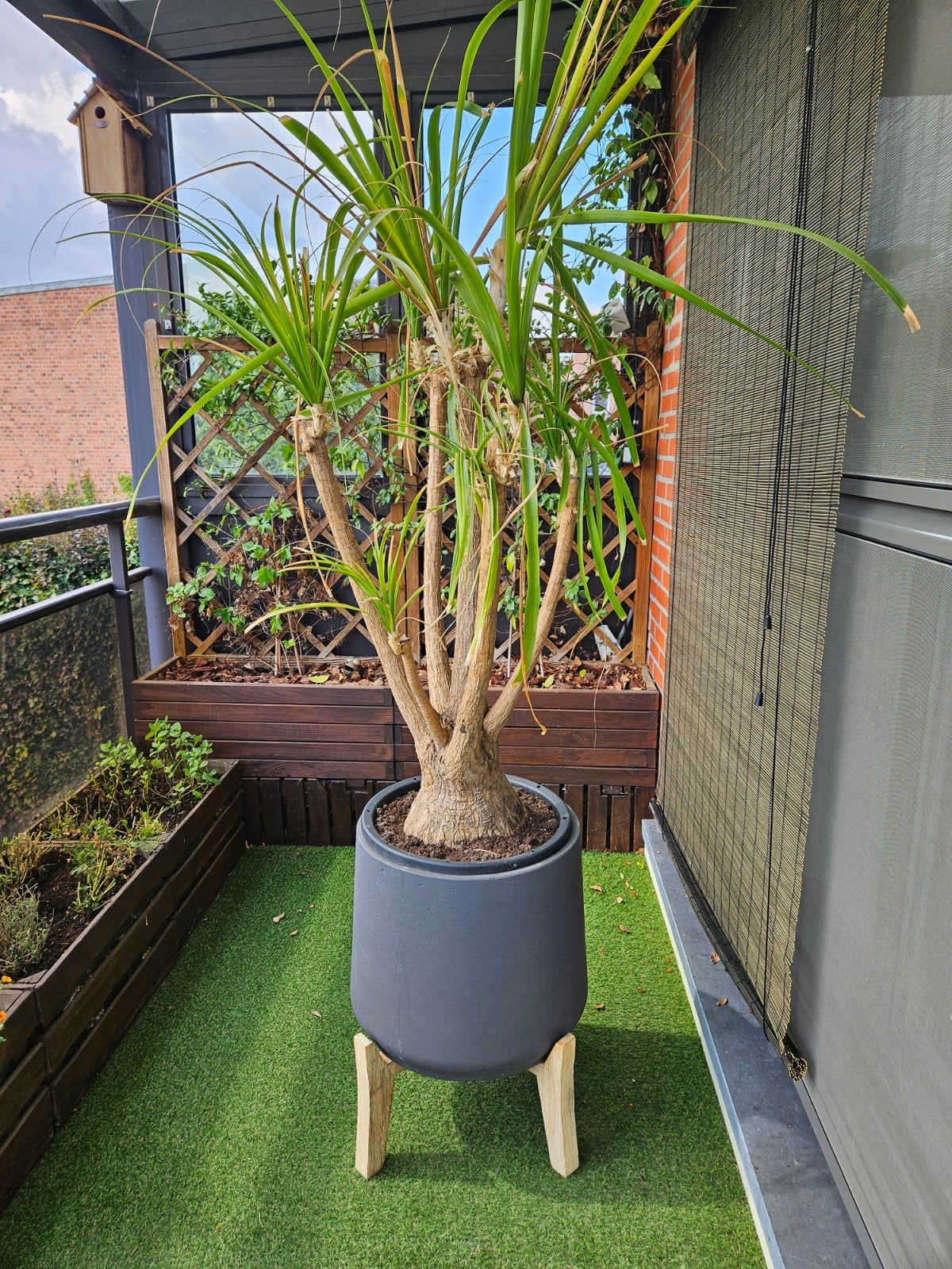 olifantenpoot groot zonder boempot, Tuin en Terras, Planten | Tuinplanten, Ophalen, Vaste plant, Overige soorten