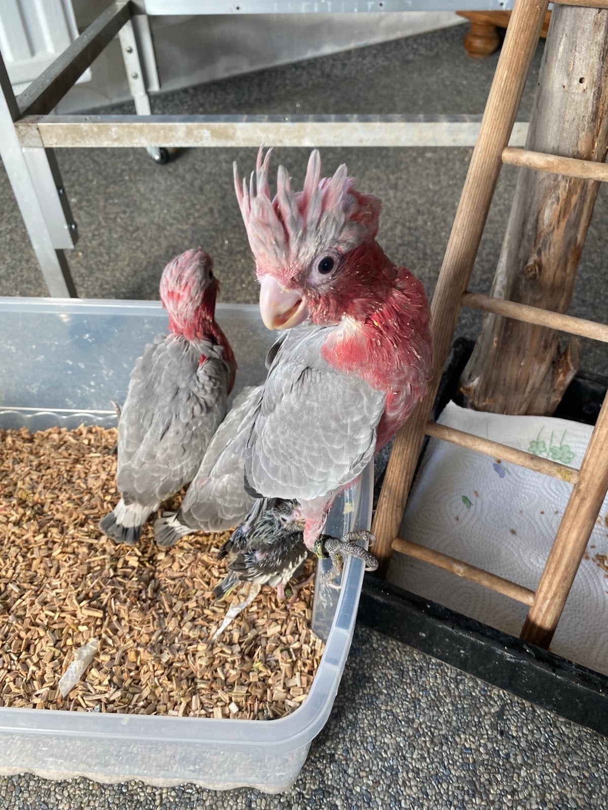 Rose kaketoe, Dieren en Toebehoren, Vrouwelijk, Geringd