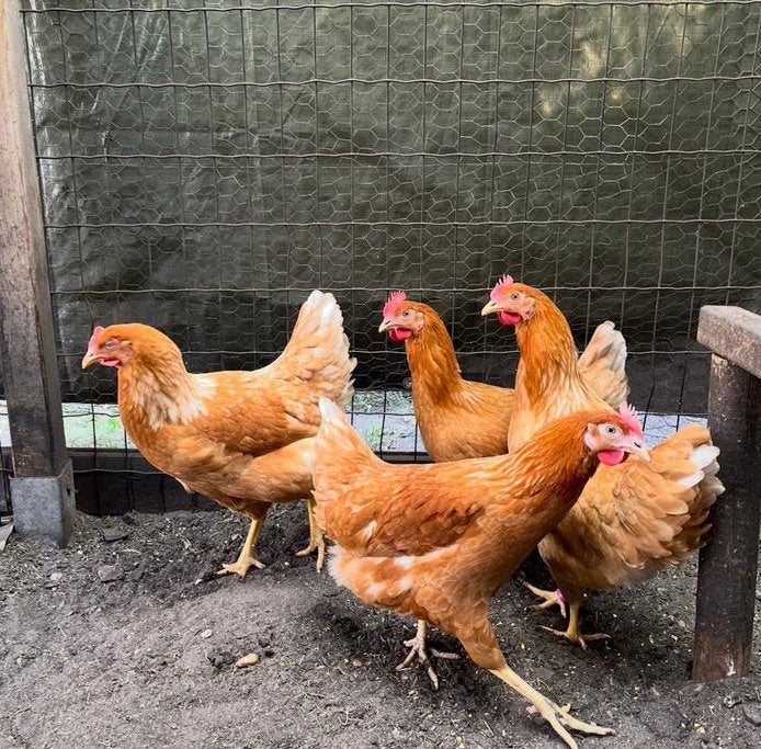 Jonge Legkippen, Dieren en Toebehoren, Pluimvee