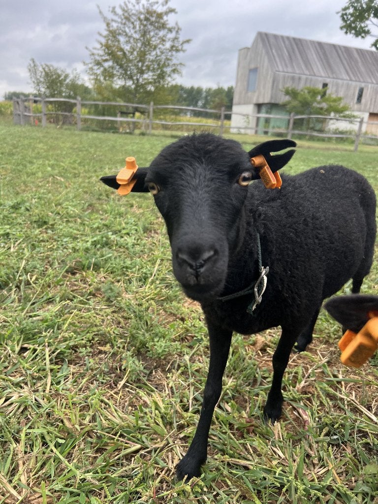 Lieve zwarte Ouessant ooi van 2025, Dieren en Toebehoren, Vrouwelijk, Schaap, 0 tot 2 jaar