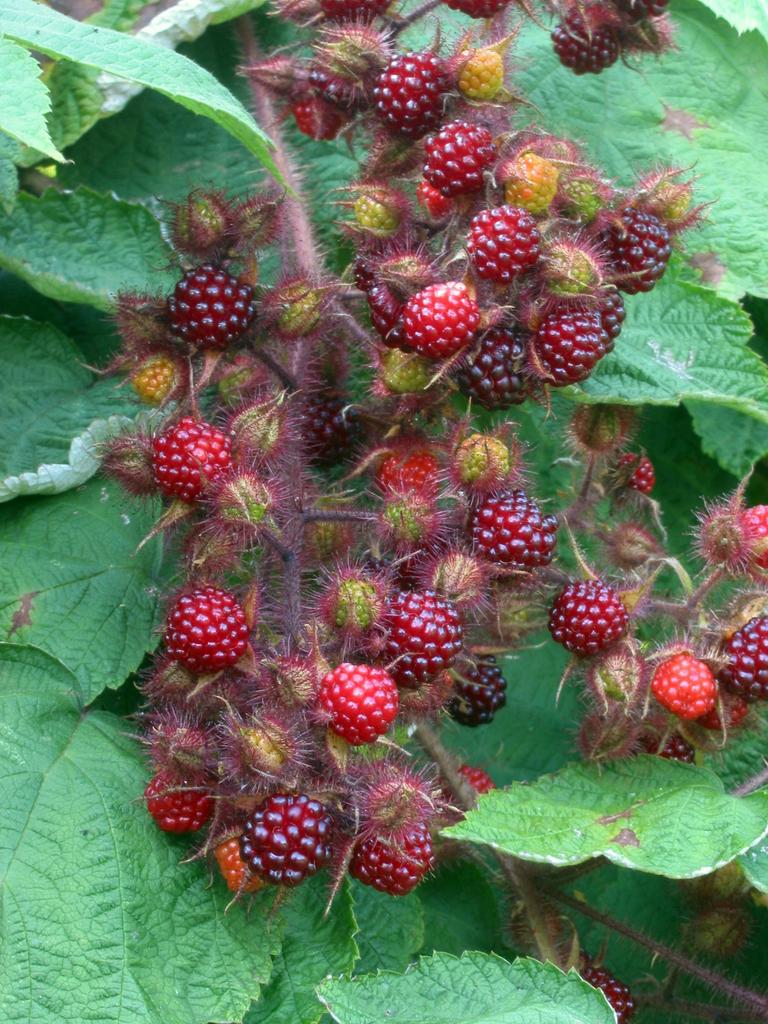 Japanse wijnbes grote struik  (Rubus phoenicolasius), Tuin en Terras, Ophalen, Volle zon, Overige soorten, Zomer