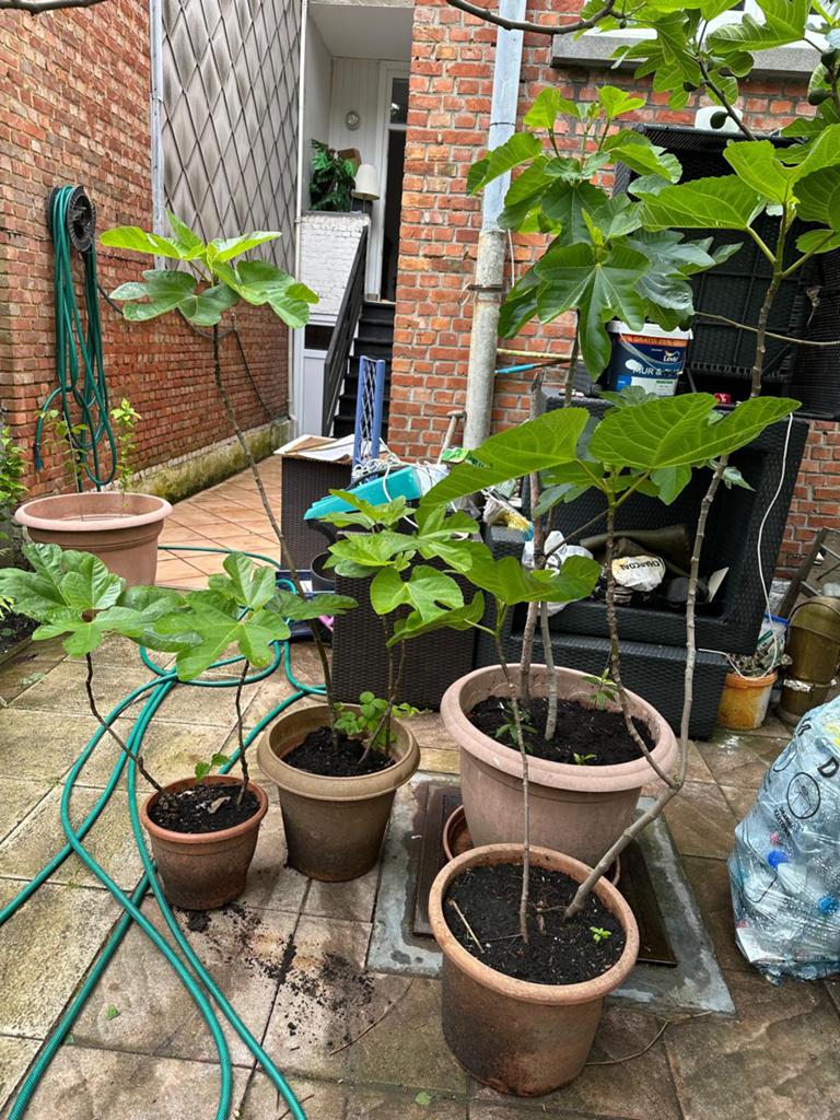 Vijgenboom plant, Tuin en Terras, Planten | Tuinplanten, Ophalen