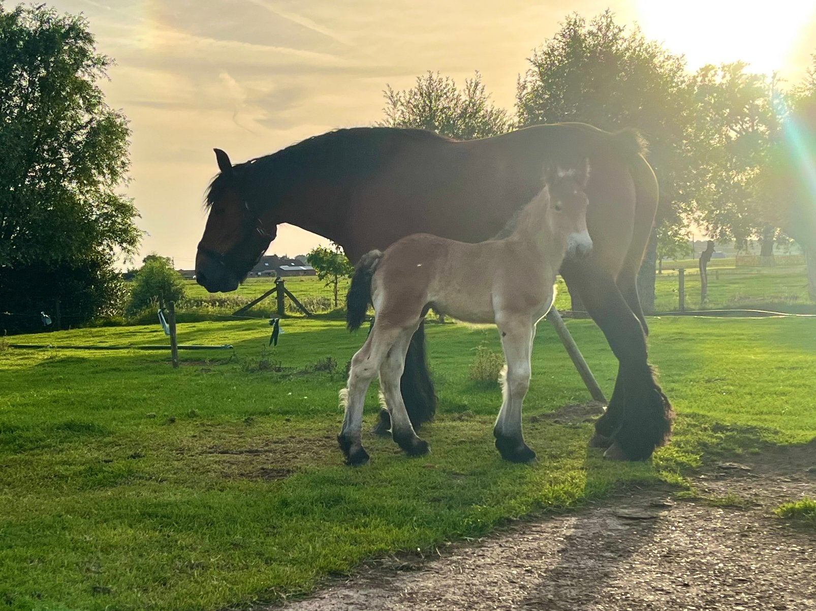 Bruin hengstveulen Mathis van de Zoetemond, Dieren en Toebehoren, Paarden, Hengst, Niet van toepassing, Met stamboom, 0 tot 2 jaar