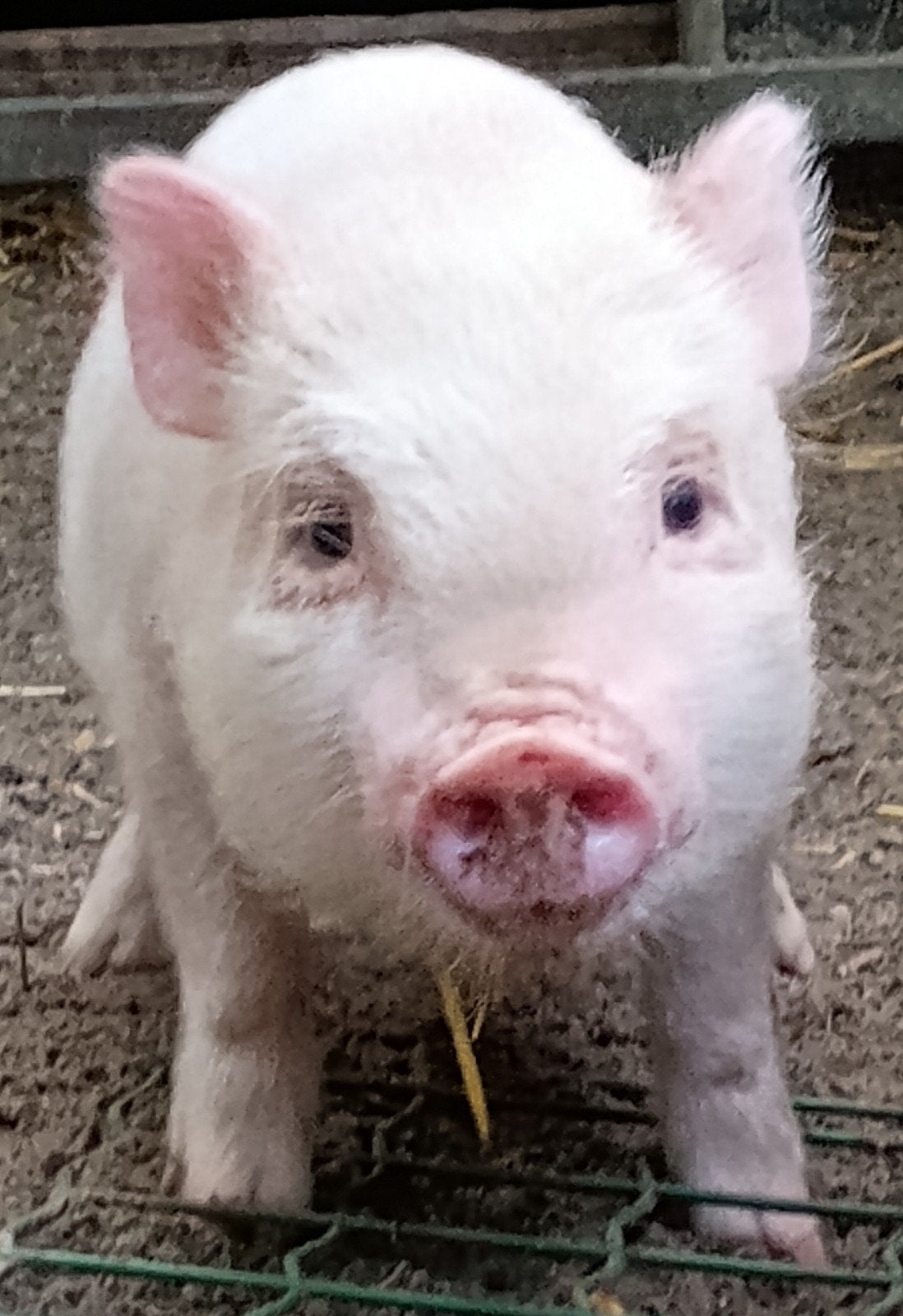 Cochons Nains, Animaux & Accessoires, Moutons, Chèvres & Cochons, Plusieurs animaux, Porcs, 0 à 2 ans