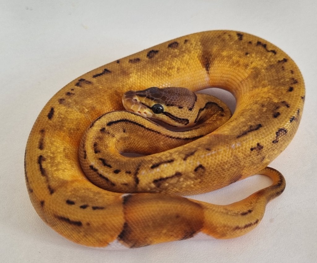 0.1 pinstripe enchi piebald low white koningspython Ball Python - female for sale from Mex