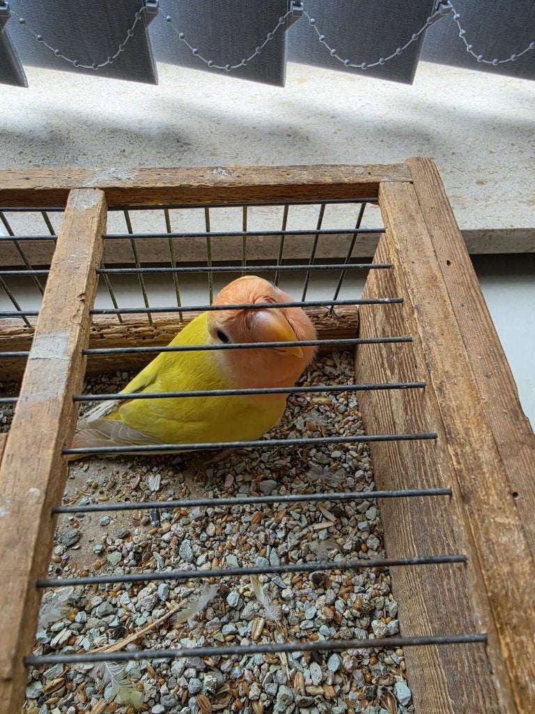 Rosei collie, Dieren en Toebehoren, Mannelijk, Dwergpapegaai of Agapornis