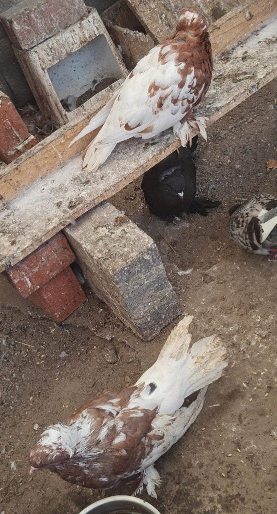 Duiven  hongerijs 35€ koppel, Dieren en Toebehoren, Vogels | Duiven, Meerdere dieren, Overige soorten