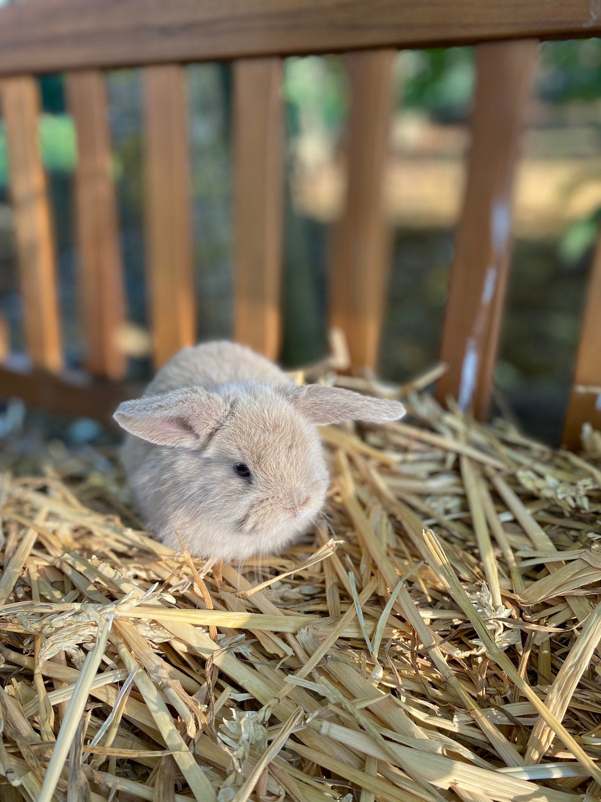 Prachtig hangoor dwergkonijn - vrouwtje, Femelle, Nain, Oreilles tombantes, 0 à 2 ans
