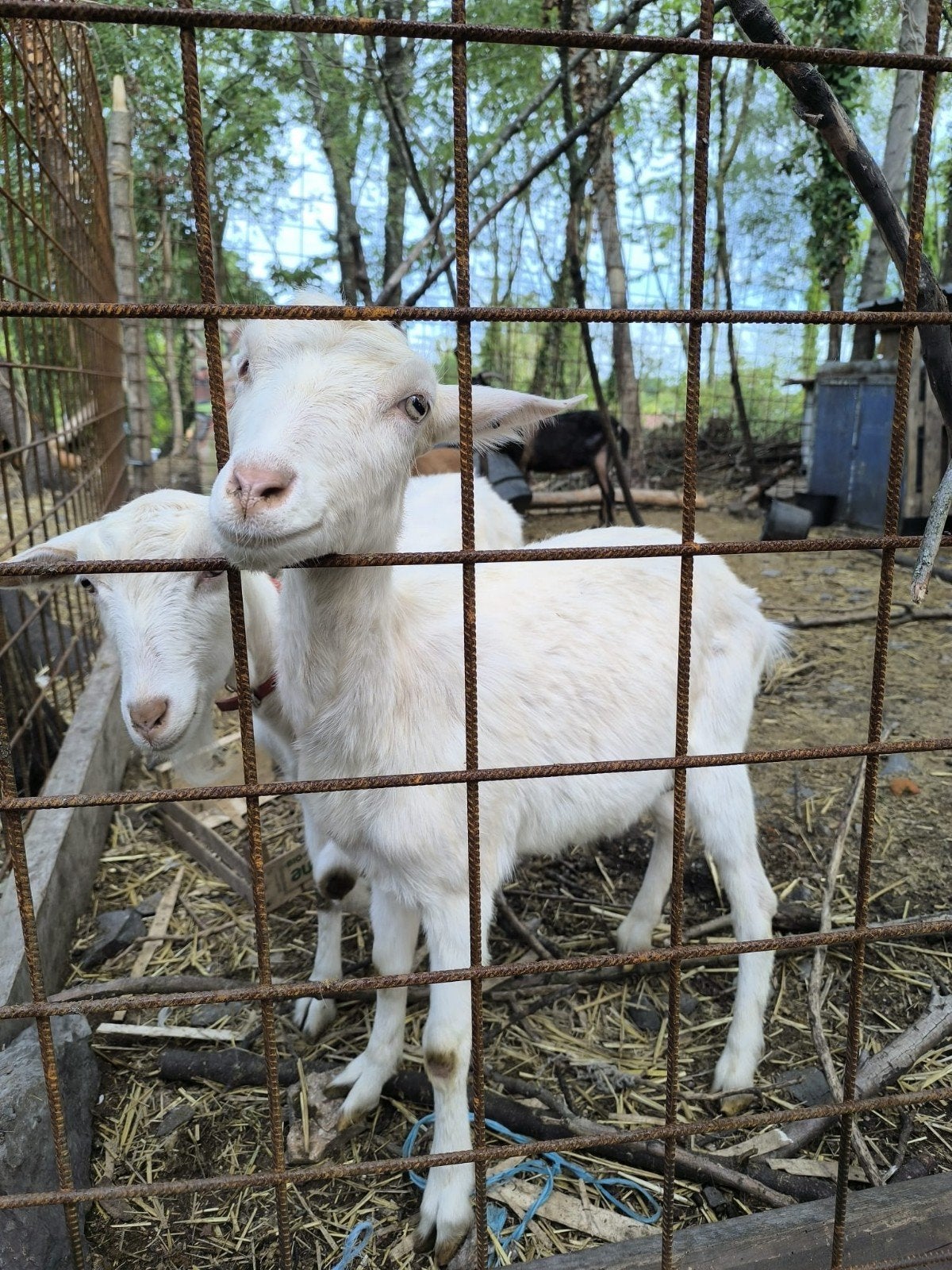 3 chèvres, Dieren en Toebehoren, Paarden
